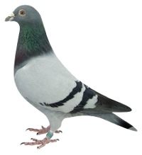 pigeon-web